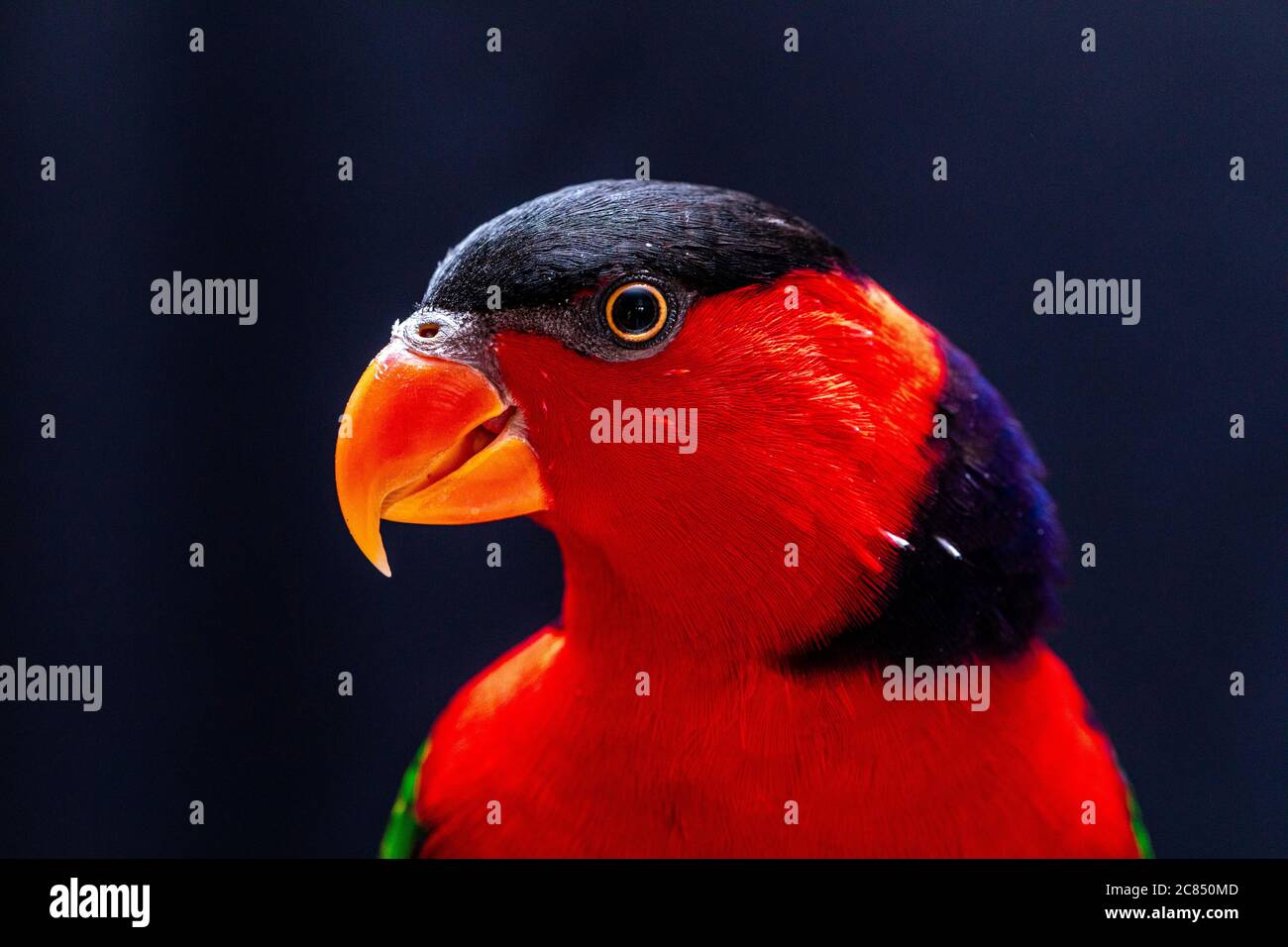 Lory Papagei (Lorius Lory) auf Holzbarsch mit weißem Hintergrund. Stockfoto