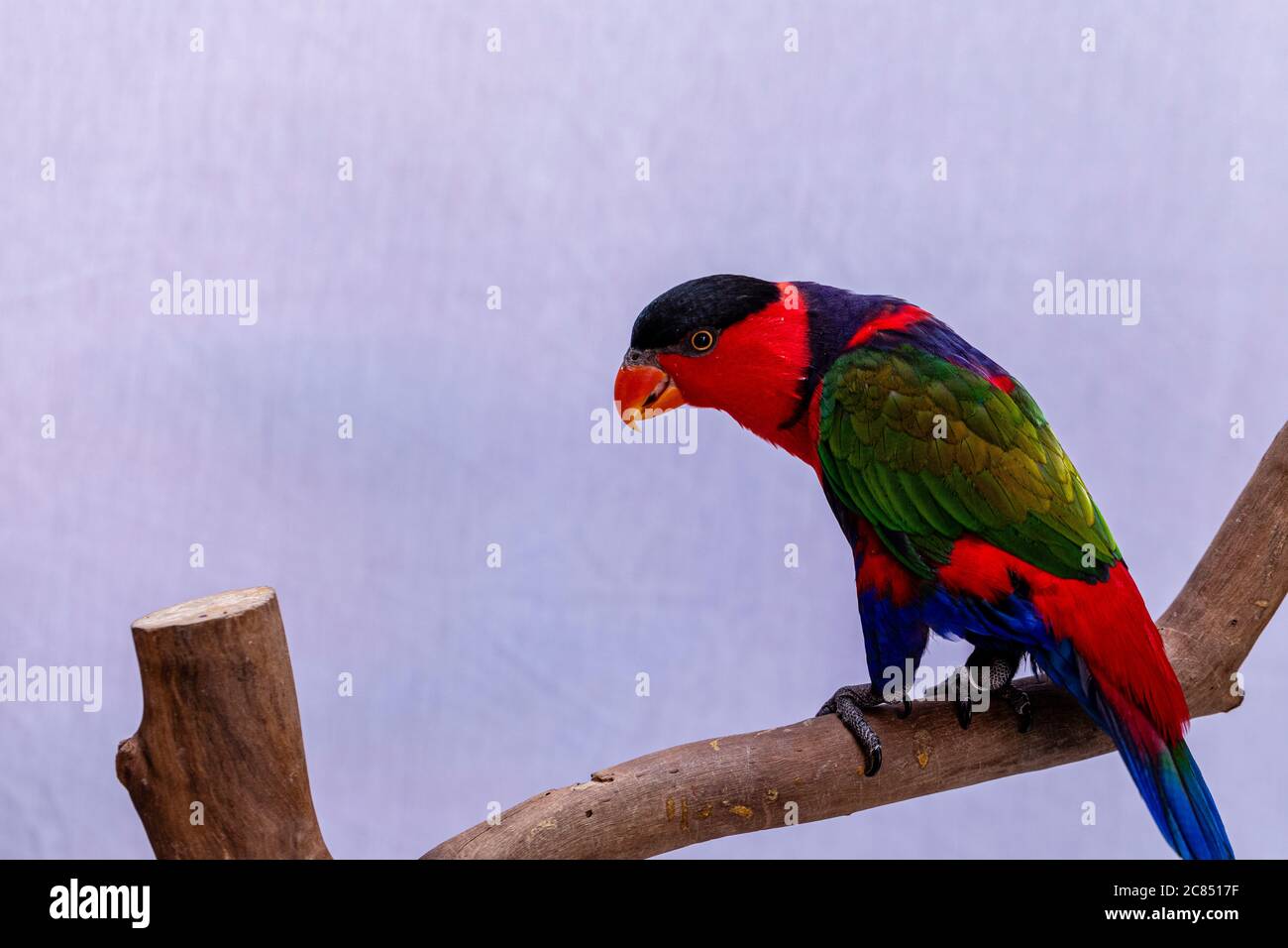 Lory Papagei (Lorius Lory) auf Holzbarsch mit weißem Hintergrund. Stockfoto