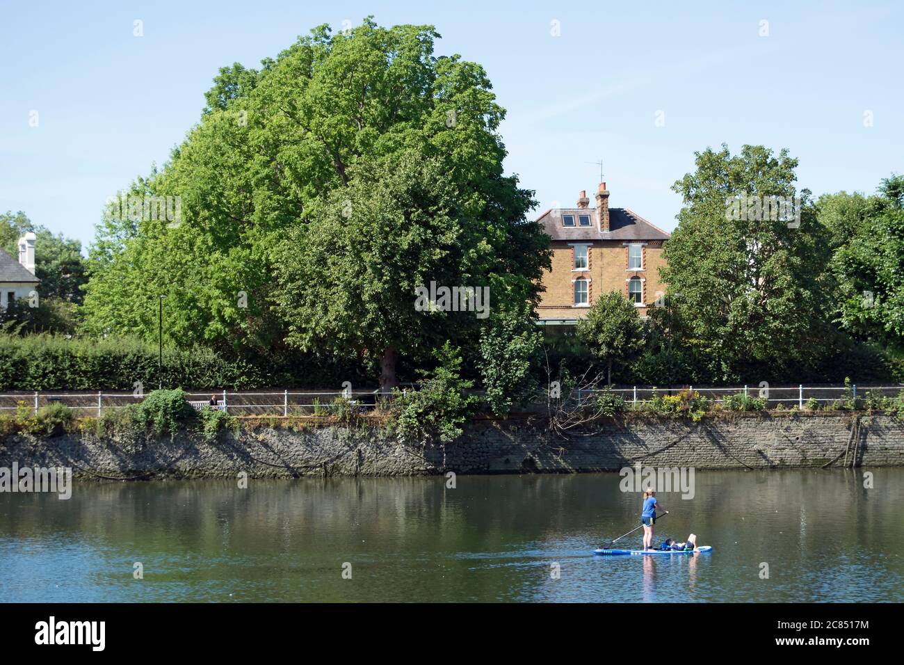 Frauen und Jungen paddeln auf der themse zwischen richmond und twickenham, West london, england Stockfoto