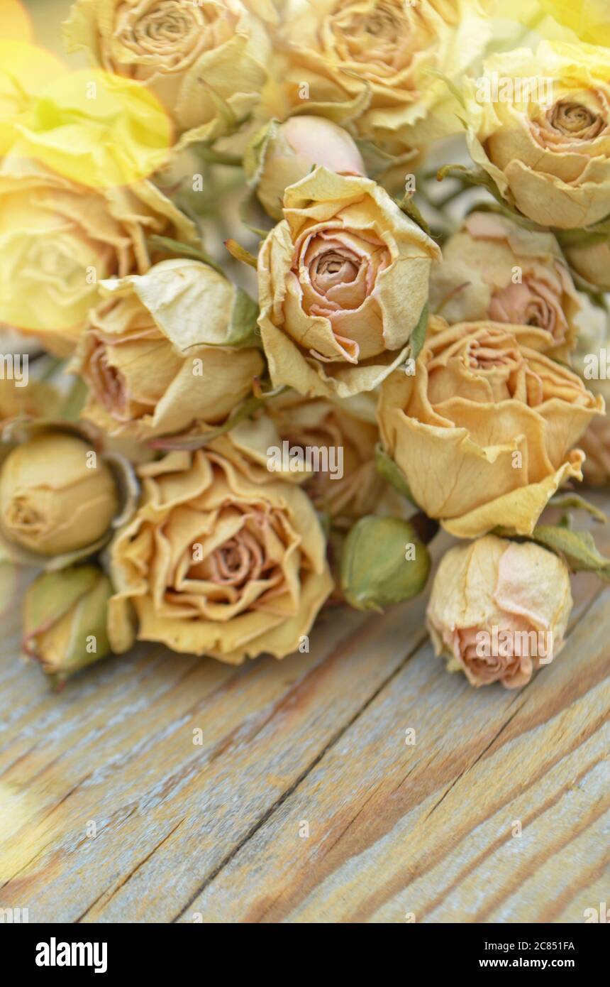 Trockene Rosen auf altem Holzhintergrund. Dead Flowers Konzept. Vergänglichkeit der Jugend und Schönheit Stockfoto