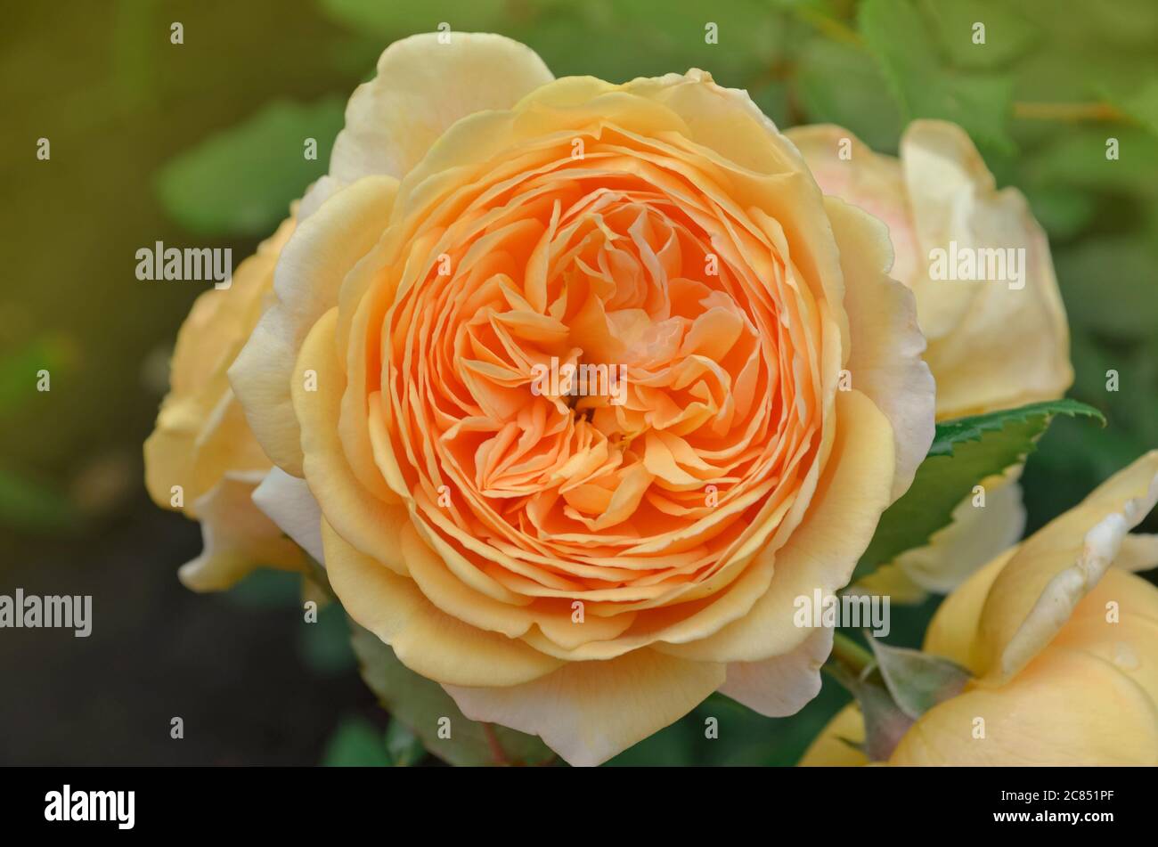 Orange blühende rosa Kronprinzessin Margareta im Garten Stockfoto