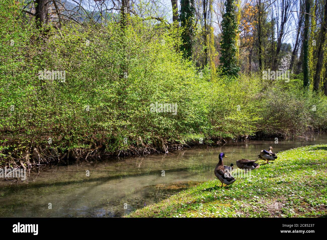 mallard Vogel auf einem Bach von Fonti del Clitunno Park im Frühling, Umbrien, Italien Stockfoto