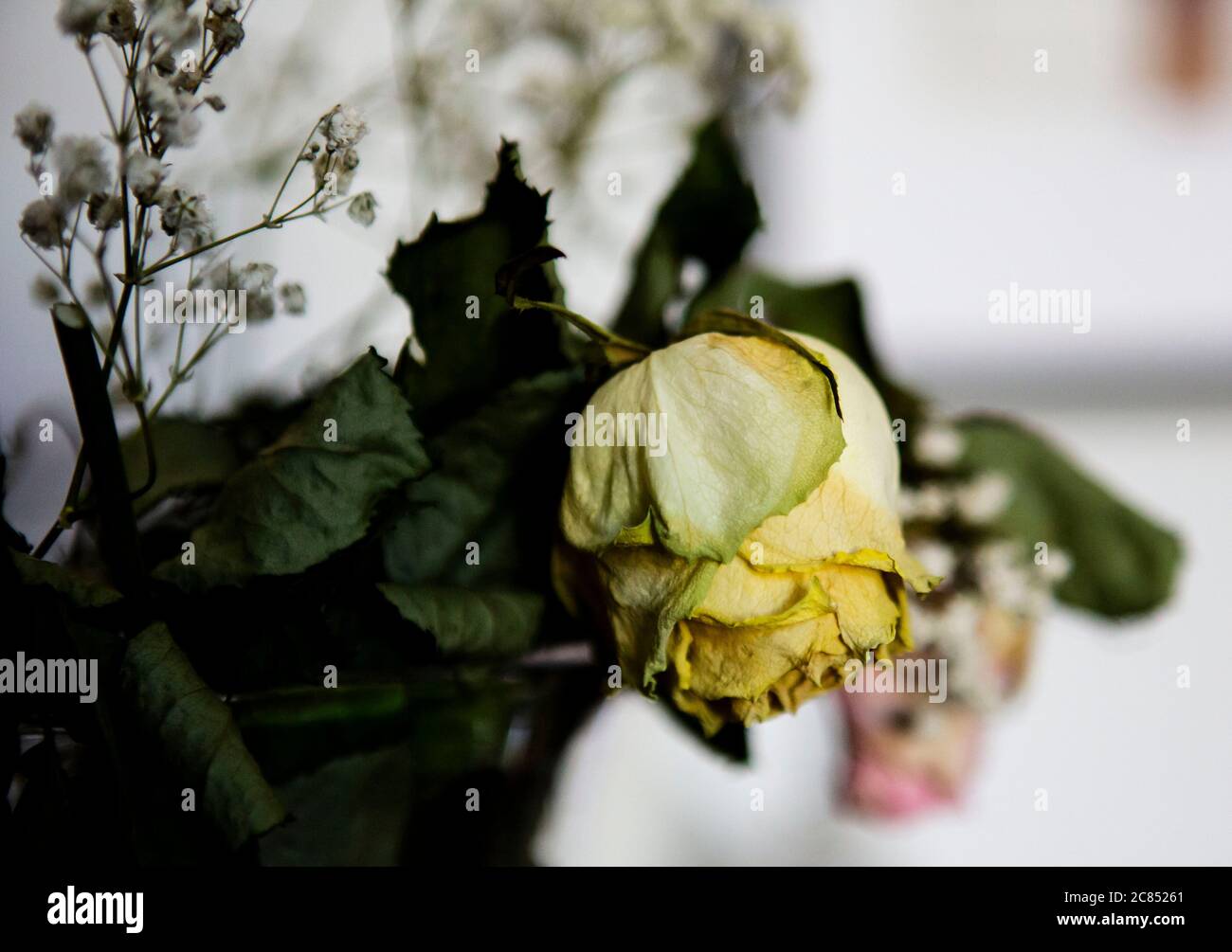 Großhandel Künstliche Seide Elfenbein Rose Für Schöne Hausdekoration