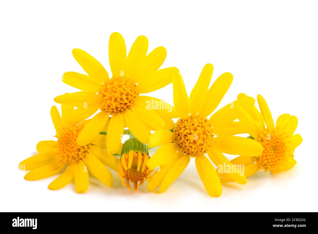 Jacobaea vulgaris Blüten isoliert auf weißem Hintergrund Stockfoto