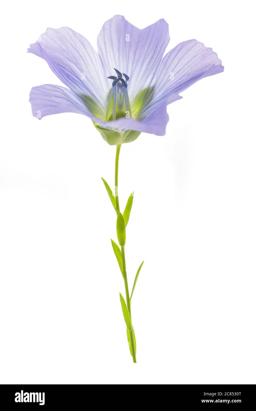 Blaue Flachsblume isoliert auf weiß Stockfoto