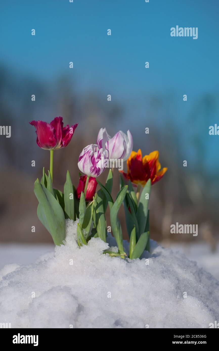 Schnee fällt auf Tulpenblüten. Tulpe wächst aus dem Schnee. Abnorme Wetterbedingungen im Frühjahr Stockfoto