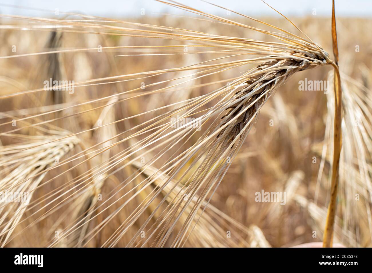 Gelbes Feld des Frühlings gewöhnliche Gerste, Anbau von Getreide im Sommer, Getreide. Stockfoto