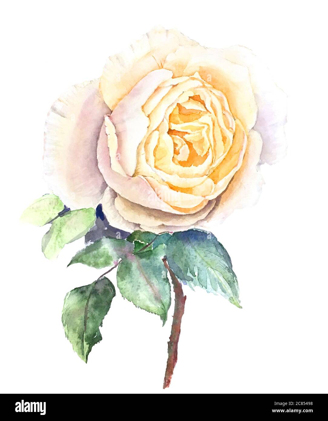 Vintage gelb Rose Aquarell botanische Illustration Stockfoto