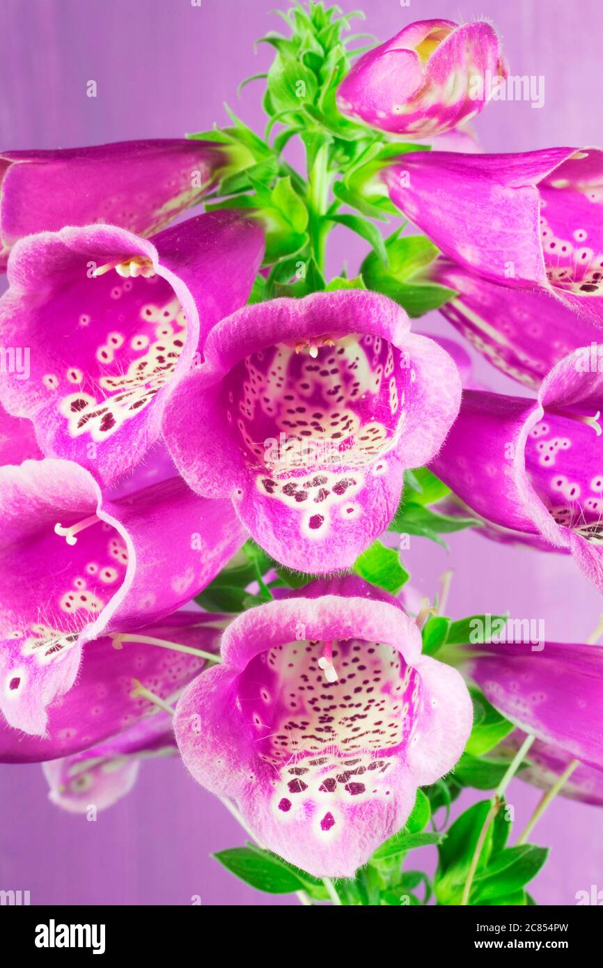 Lila Fuchshandschuh Blume, Nahaufnahme, auf rosa Hintergrund, Stockfoto