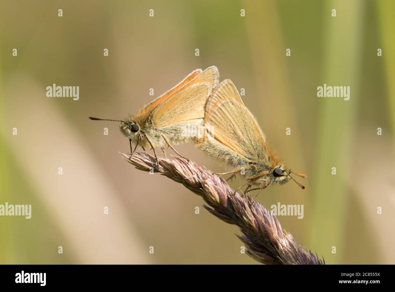 Kleine Skipper Schmetterlinge Paarung in Timble ings, in der Nähe Fewston Stausee, Harrogate, North Yorkshire Stockfoto