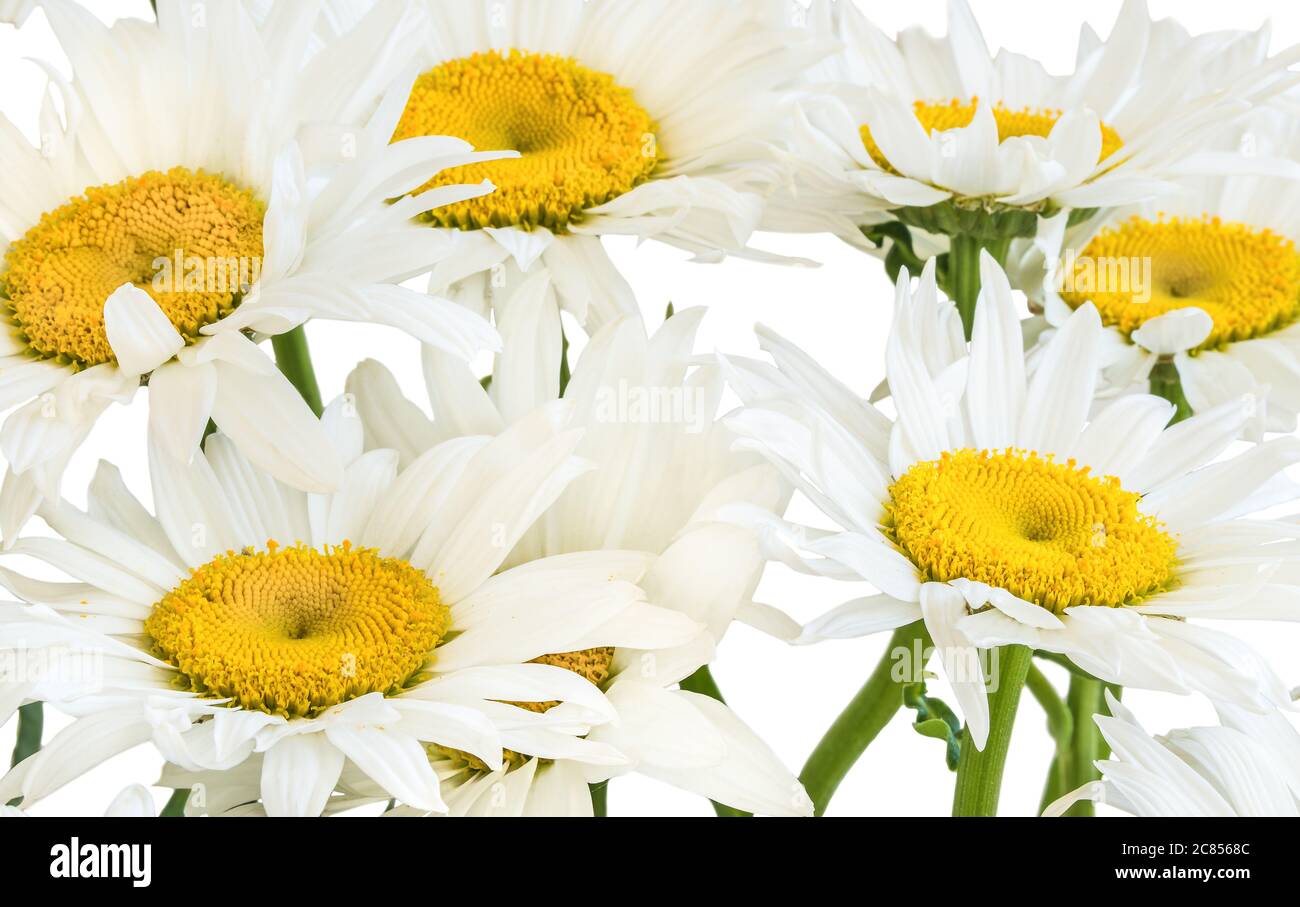 Weiße Gartenkamille (lateinisch Matricária) Nahaufnahme auf weißem Hintergrund. Stockfoto