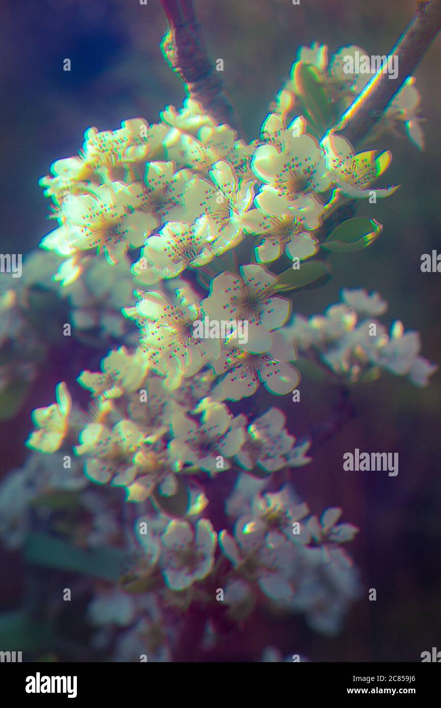 Gefilterte Bilder, die aus einem Satz von 3 Bildern zusammen in einem einzigen RGB-Bild entstehen. Abschlussbild Baumblüte in einem Garten bestehend aus 3 Primärfarben gefiltert und kombiniert. Stockfoto