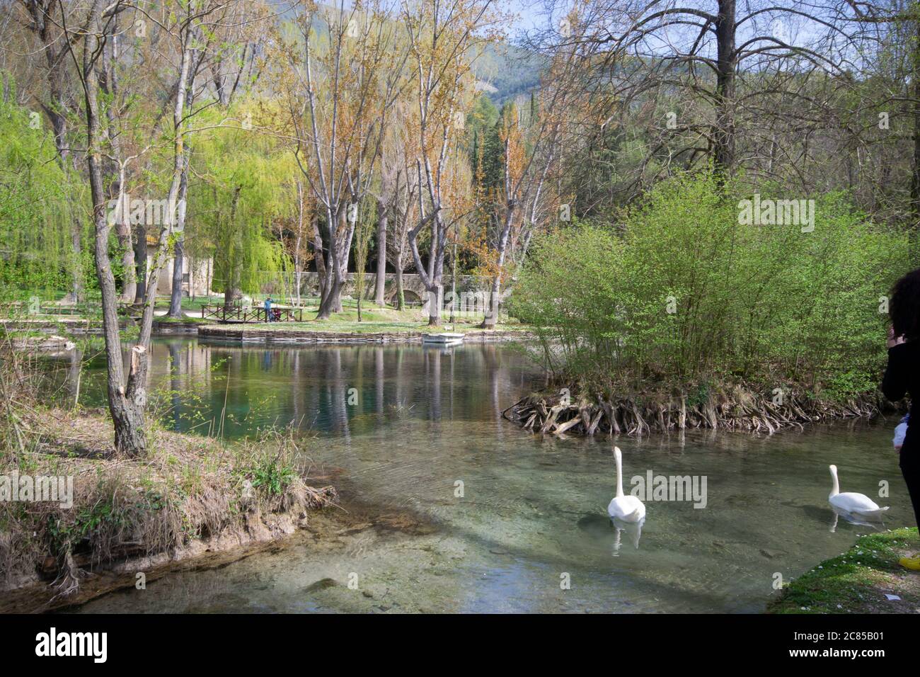 schwan auf einem See im Park Fonti del Clitunno, in der Nähe von Spoleto, Umbrien, Italien Stockfoto