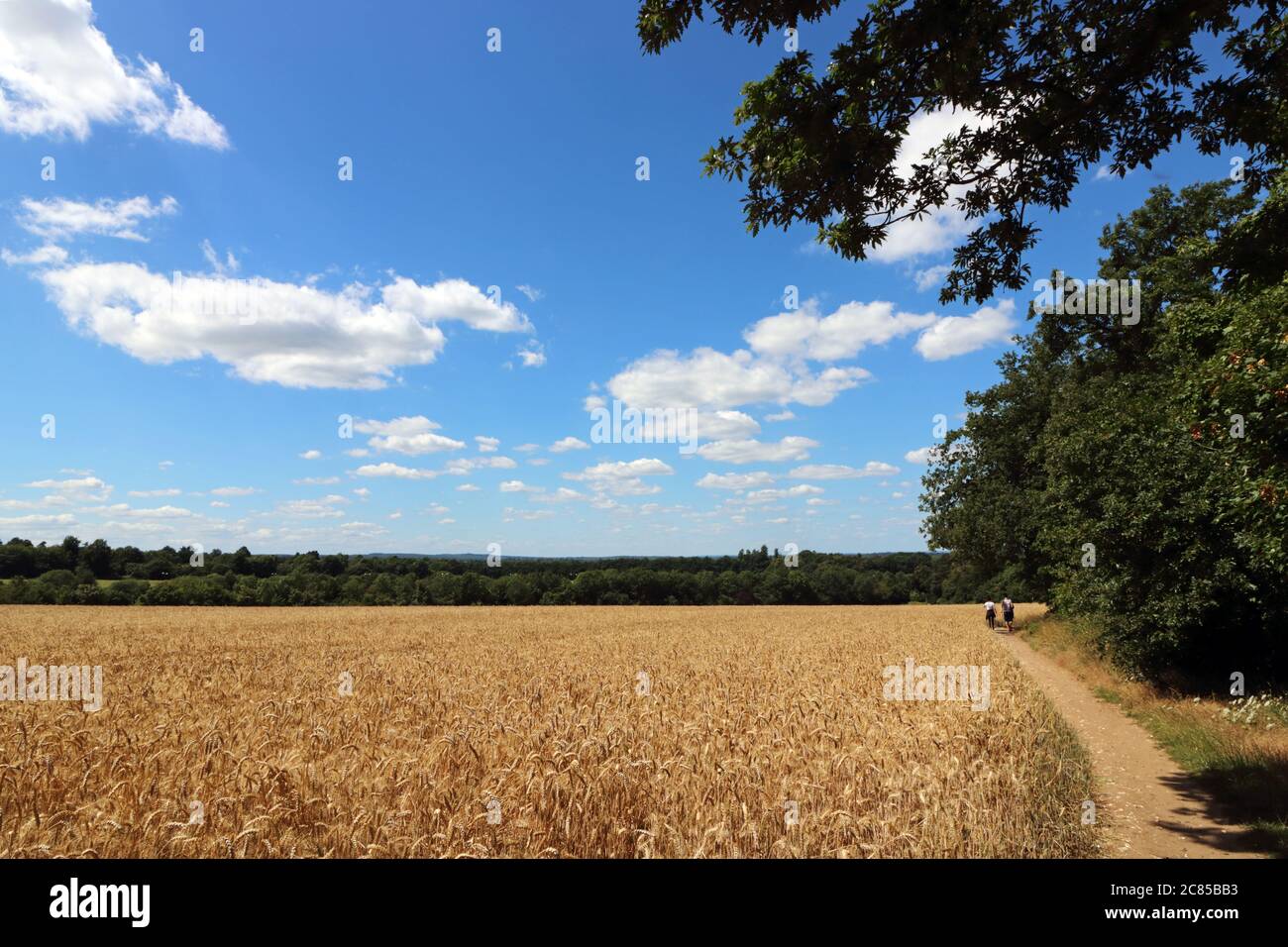 Ashtead Surrey England, Großbritannien. Juli 2020. Die Mittagssonne schlägt auf einem Feld des reifenden Weizens an einem anderen glorreichen Sommertag in Surrey nieder. Quelle: Julia Gavin/Alamy Live News Stockfoto