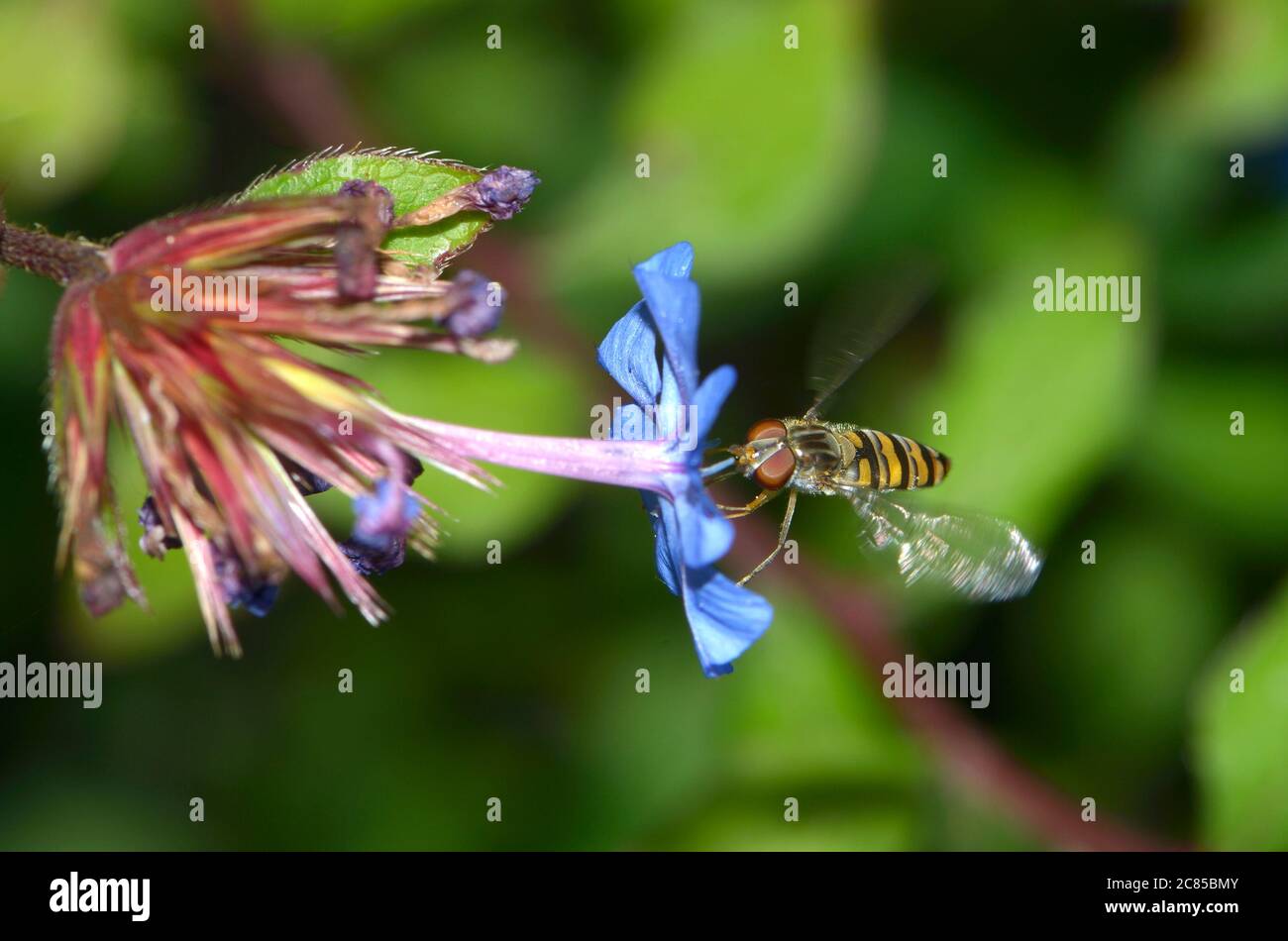 Episyrphus baltatus / balteus - Marmalade Hoverfly. Syrphidae, Diptera. Großbritannien, Kent, Stockfoto