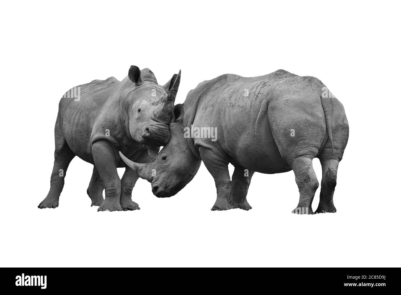 Zwei Nashorn kämpfen ausgeschnitten und isoliert auf einem weißen Hintergrund schwarz-weiß monochromes Bild Stockfoto