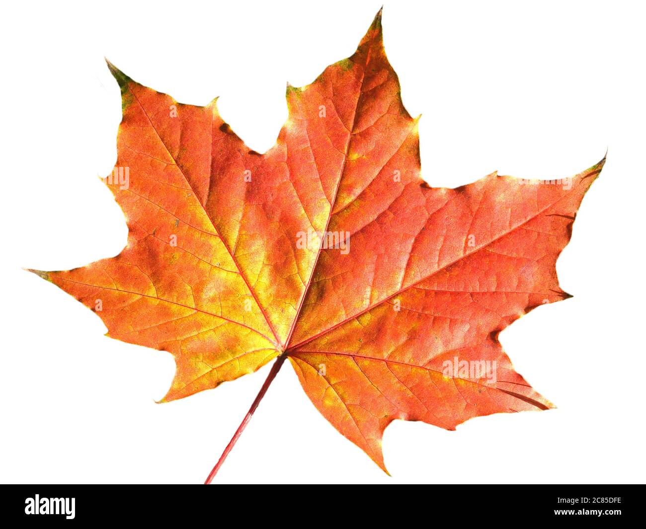 Ahornblatt im Herbst Farbe ausgeschnitten und isoliert auf einem weißen Hintergrund Stockfoto