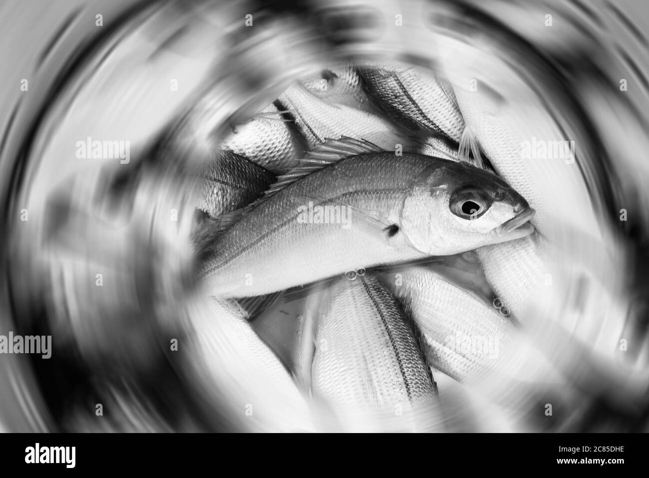 Schwarz-weiß frischer Fisch vor kurzem in einem Eimer mit einem radialen Weichzeichnung gefangen Stockfoto