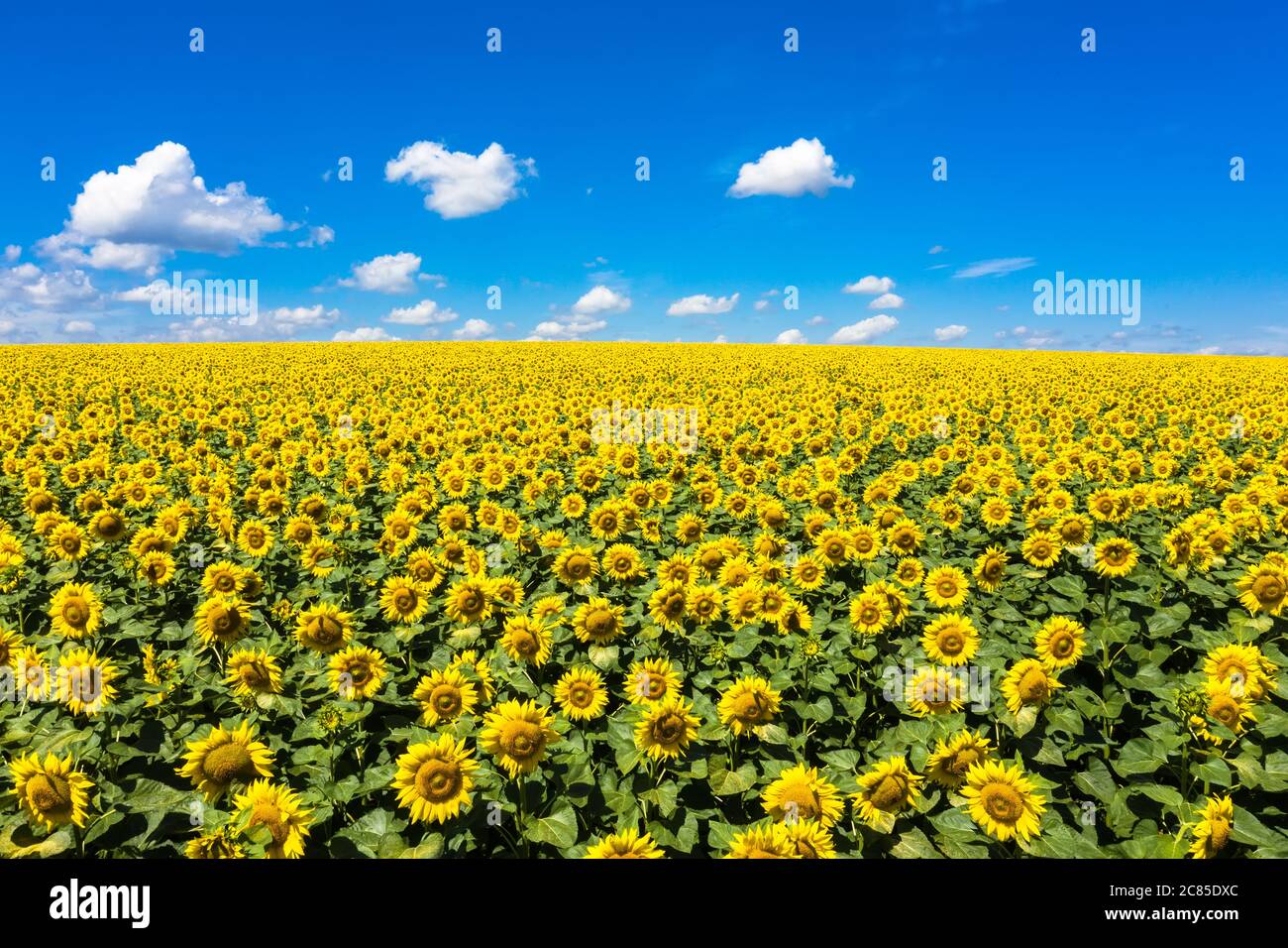 Sommerlandschaft von Golden Sunflower Feld Luftaufnahme. Stockfoto