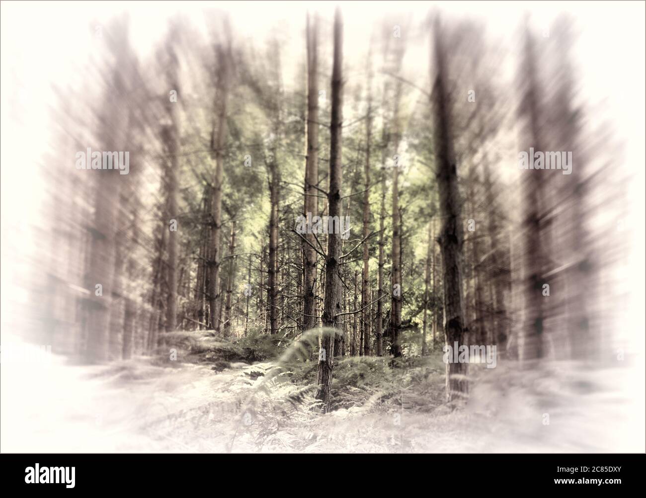 Waldbäume mit Zoom Burst Effekt Stockfoto
