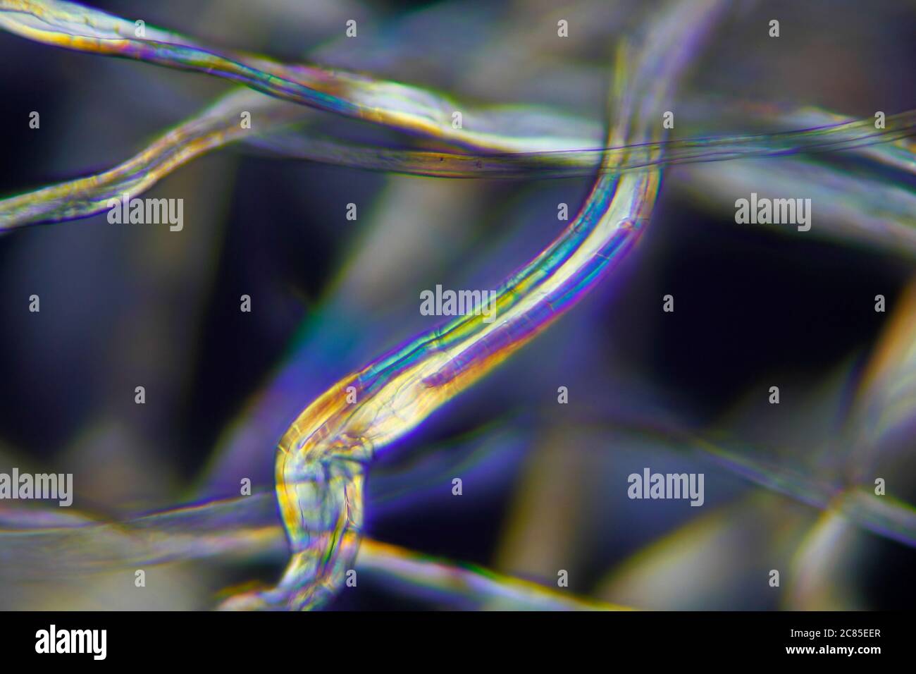 Mikroskopische Ansicht einer Baumwollfaser. Polarisiertes Licht, gekreuzte Polarisatoren. Stockfoto