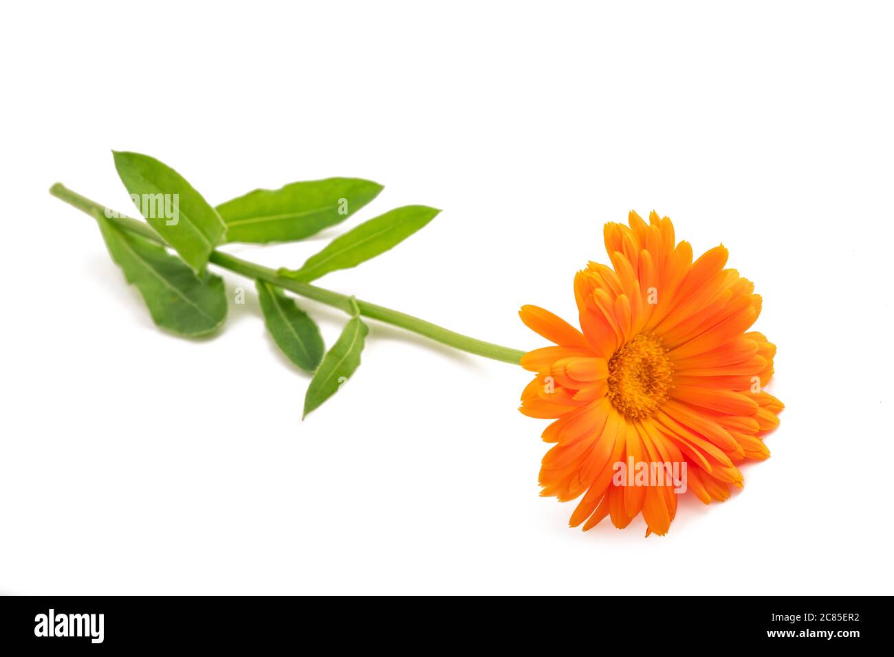 Ringelblume Pflanze isoliert auf weißem Hintergrund Stockfoto