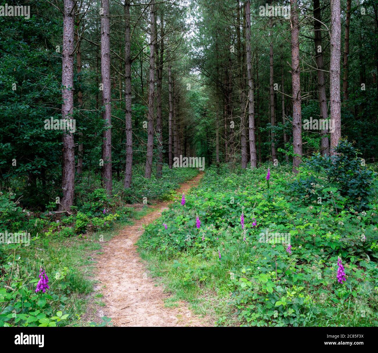 Waldweg in einem britischen Wald. Blidworth Woods, Nottinghamshire, England, Großbritannien Stockfoto