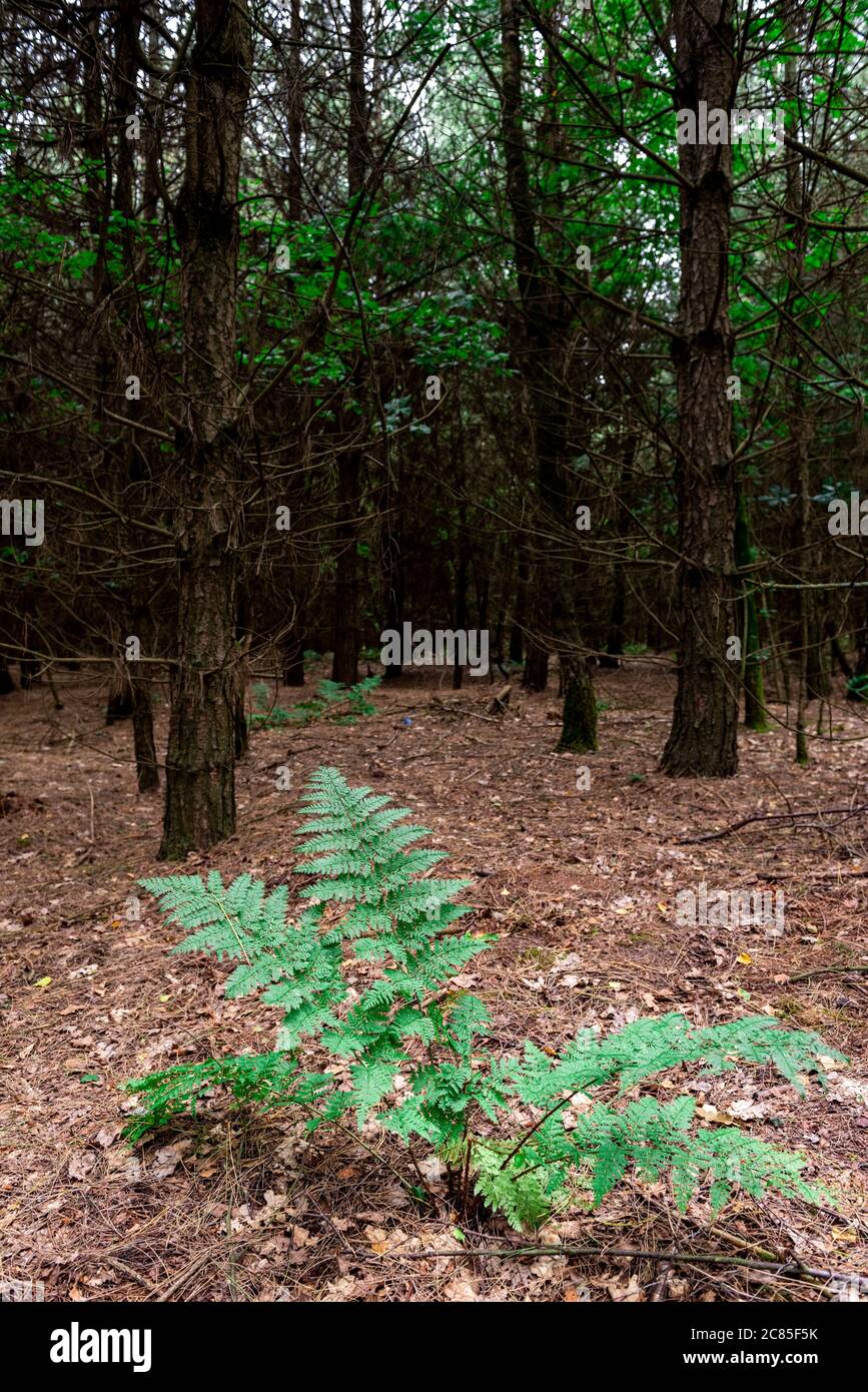 Üppig grüne Bracken Pteridium aquilinum wächst in einem Waldgebiet Szene. Blidworth Wälder, Nottinghamshire, England, Großbritannien Stockfoto