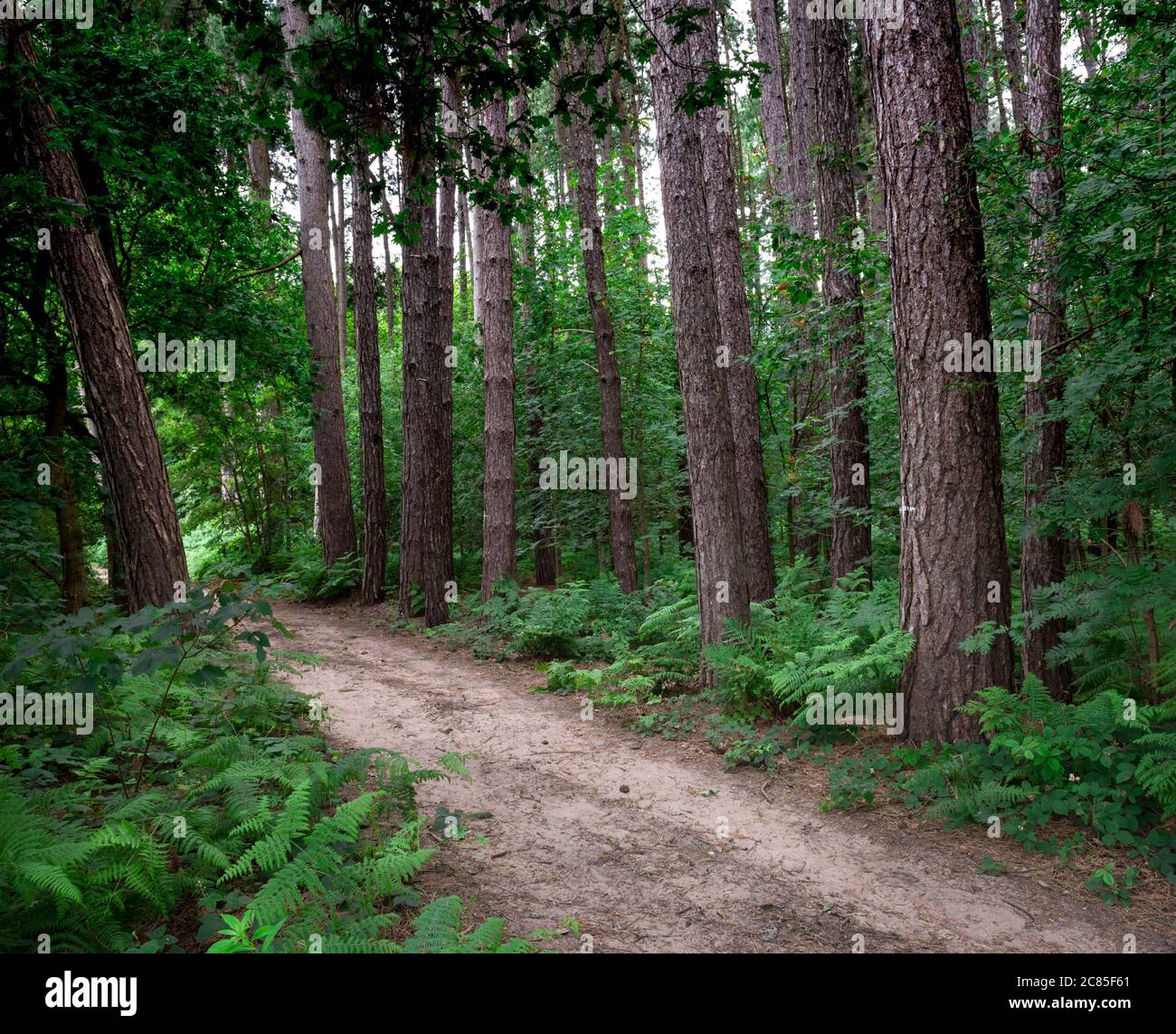 Waldweg mit Pinien gesäumt.Blidworth Wälder, Nottinghamshire, England, Großbritannien Stockfoto
