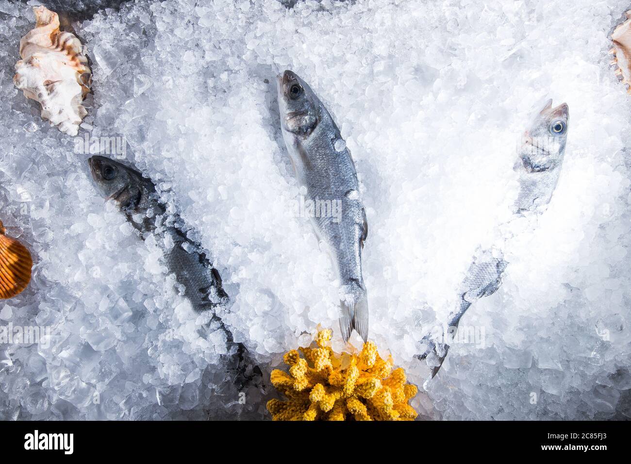 Hohen Winkel noch Leben der Vielzahl an Raw frischen Fisch auf Bett von kaltem Eis in Meeresfrüchten Marktstand mit Kopie Raum Stockfoto