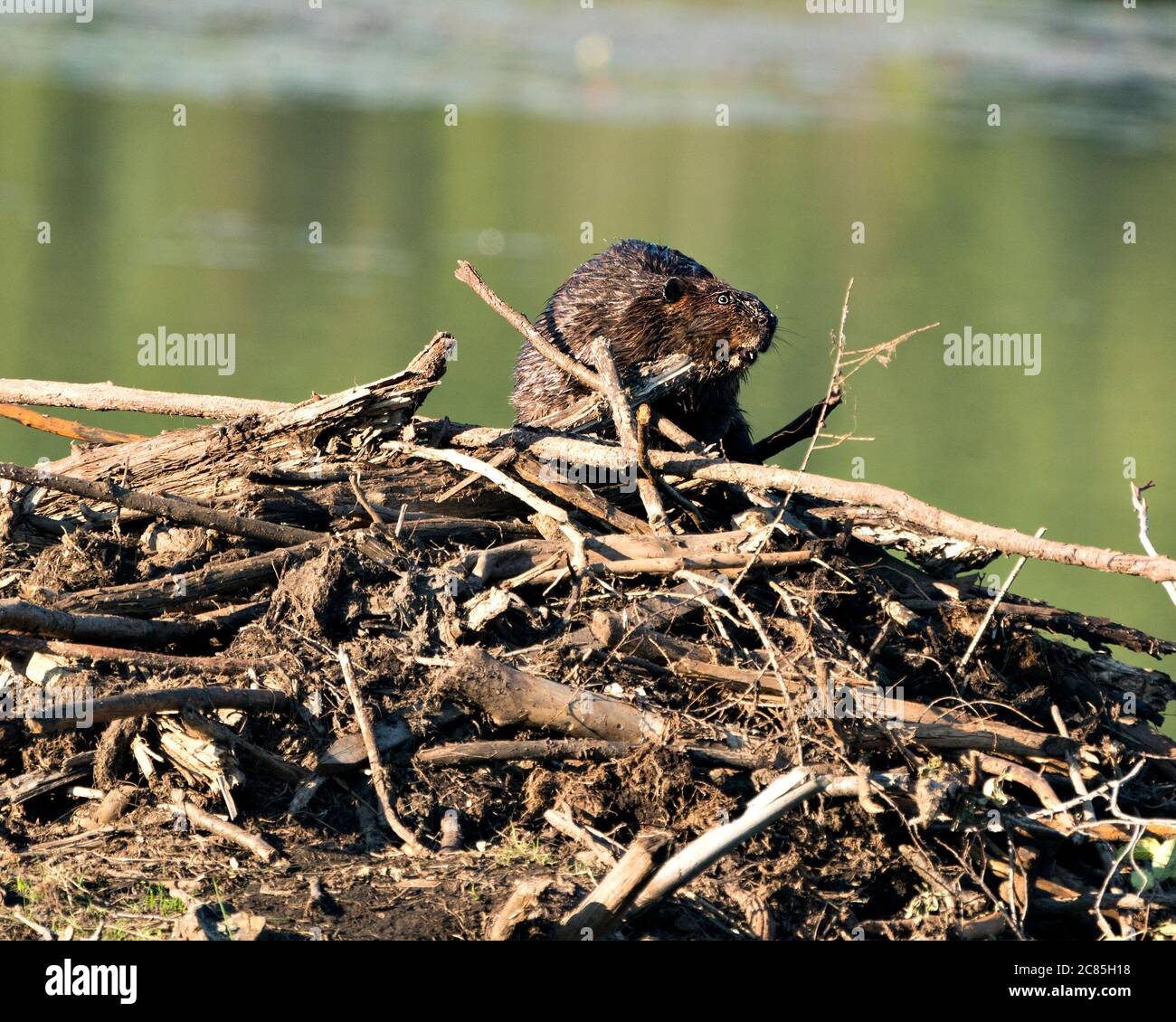 Biber Nahaufnahme Profilansicht Bau einer Biberlodge, zeigt seine braunen Fell, Arbeitsfertigkeit in seinem Lebensraum und Umgebung mit einem Wasser Hintergrund. Stockfoto