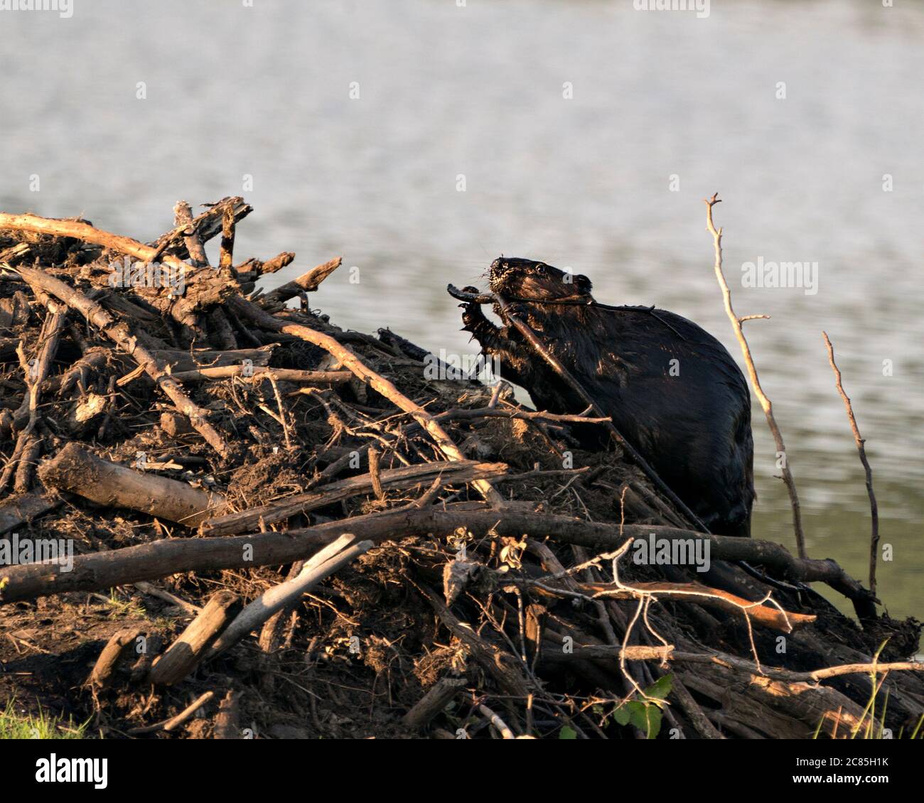 Biber Nahaufnahme Profilansicht Bau einer Biberlodge, zeigt seine braunen Fell, Arbeitsfertigkeit in seinem Lebensraum und Umgebung mit einem Wasser Hintergrund. Stockfoto