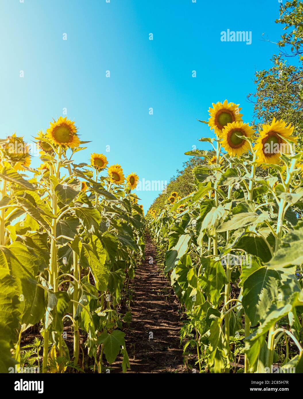 Reihen von Sonnenblumen. Landwirtschaftliche Nutzfelder. Stock Foto. Stockfoto