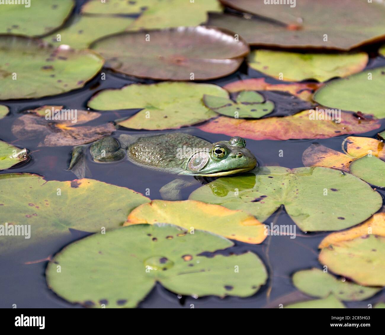 Frosch auf einer Seerose im Wasser sitzend, zeigt grünen Körper, Kopf, Beine, Auge in seiner Umgebung und Umgebung. Stockfoto