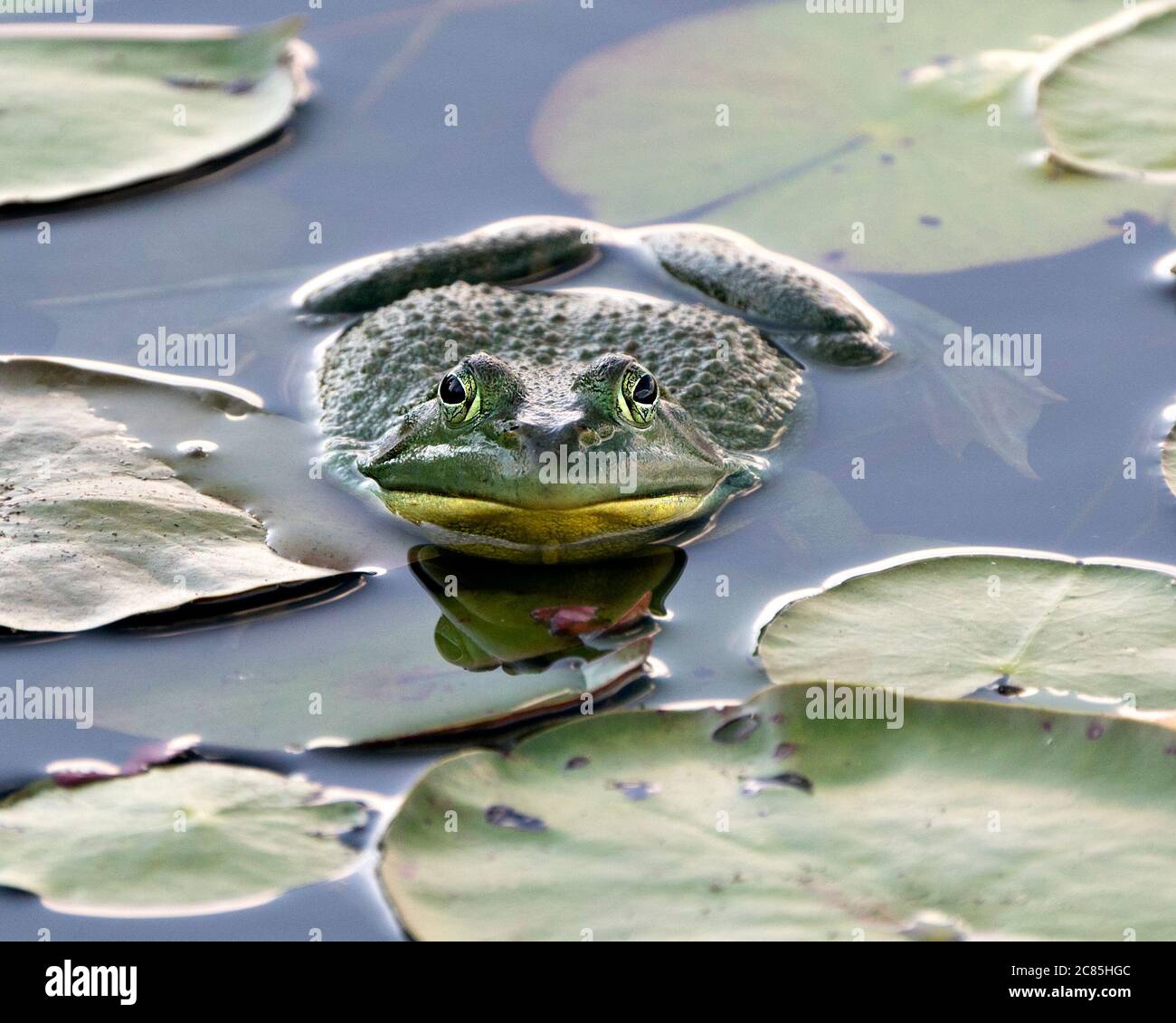 Frosch auf einer Seerose im Wasser sitzend, zeigt grünen Körper, Kopf, Beine, Auge in seiner Umgebung und Umgebung, Blick auf die Kamera. Stockfoto
