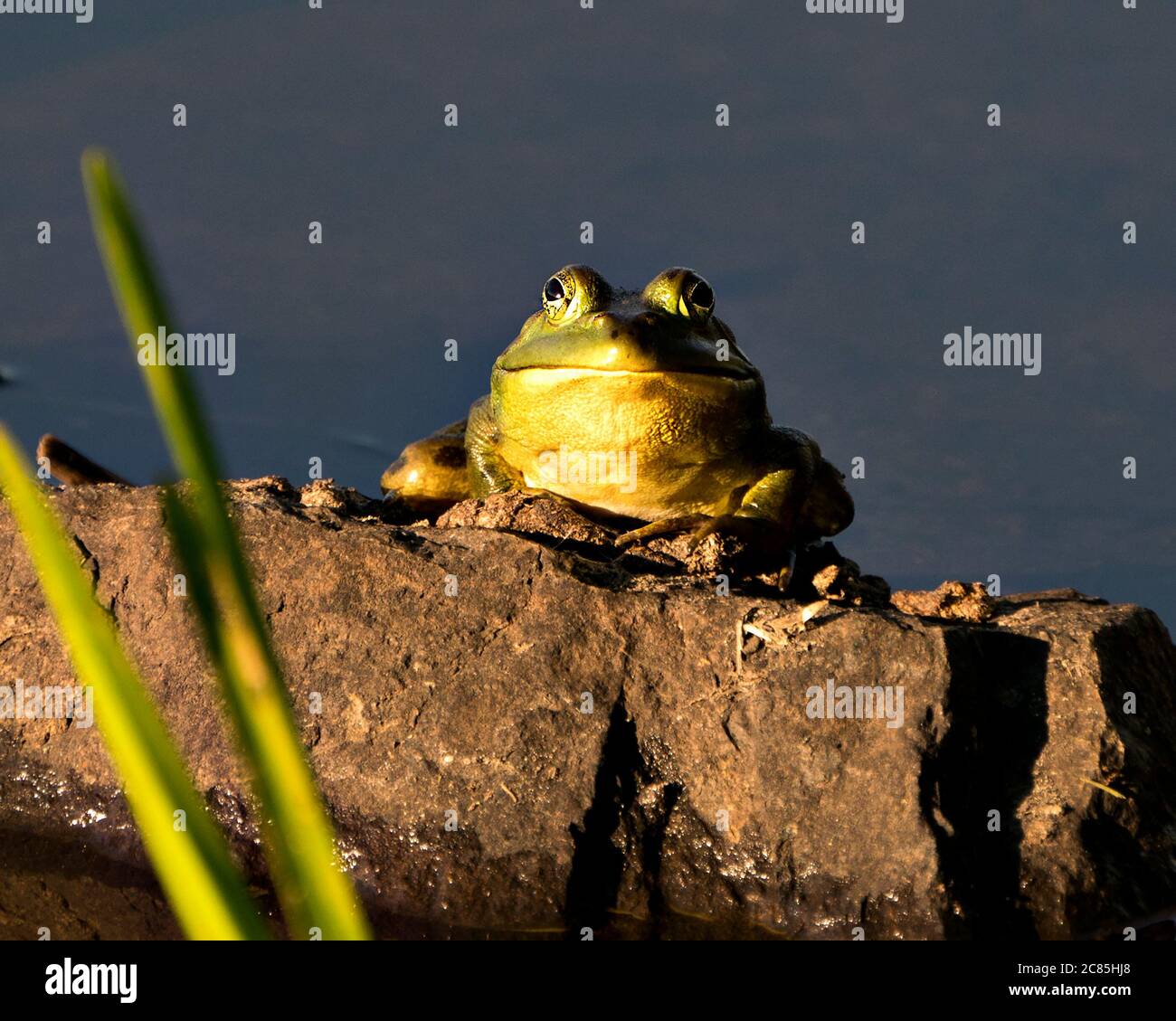 Frosch auf einem Felsen am Wasser sitzend, mit einem lustigen Gesicht auf die Kamera schauend und grünen Körper, Kopf, Beine, Auge in seiner Umgebung und seinem Lebensraum zeig. Stockfoto
