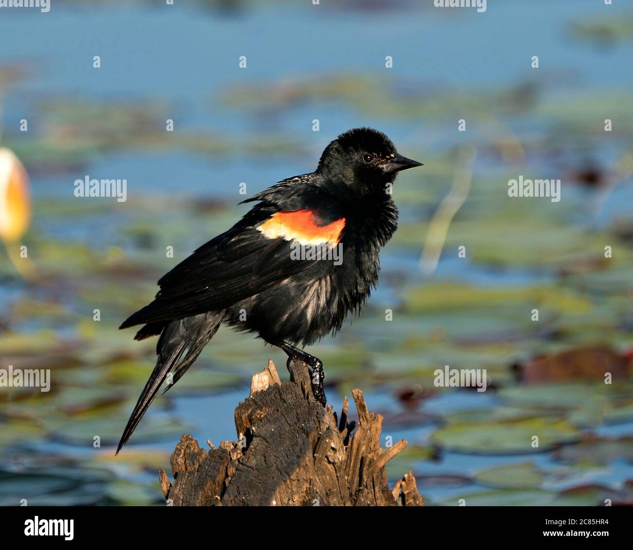 Red Winged Black Bird auf einem Stumpf mit unscharfen Hintergrund zeigt flauschige Feder Gefieder in seinem Lebensraum und Umgebung thront. Stockfoto