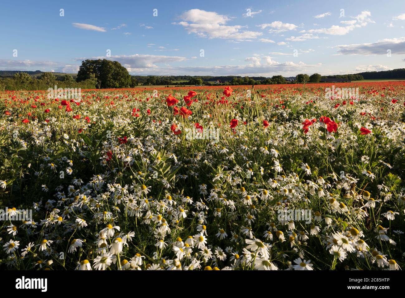 Rote Mohnblumen und Mayweed wachsen auf dem Feld, in der Nähe von Hungerford, West Berkshire, England, Großbritannien, Europa Stockfoto