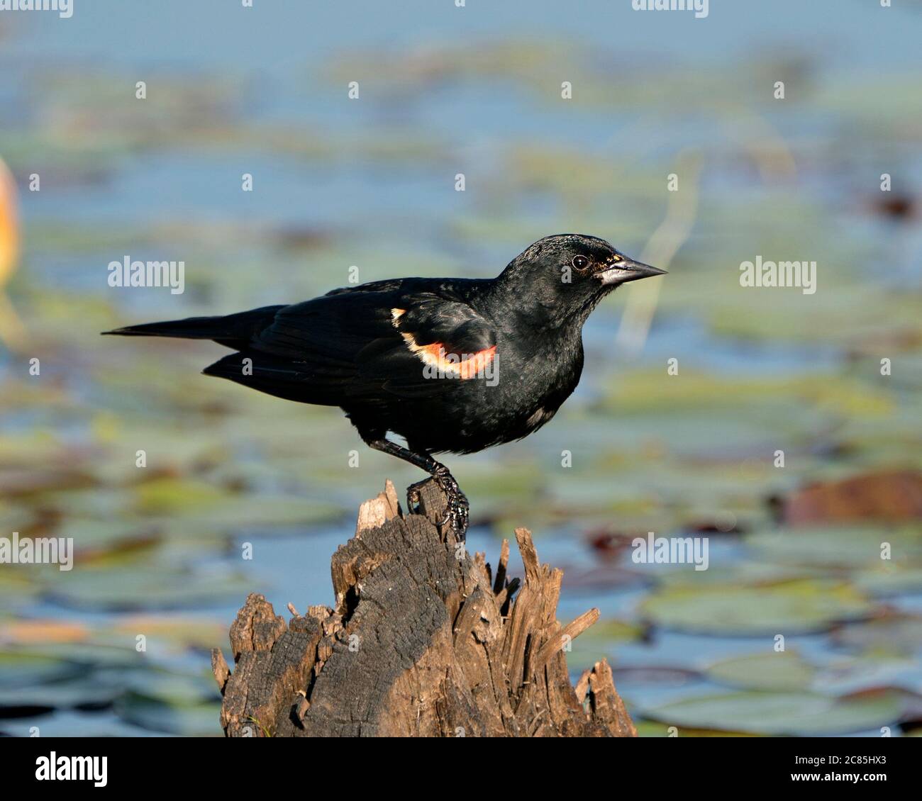 Red Winged Black Bird auf einem Stumpf mit Weichwasser Hintergrund zeigt schwarze Feder Gefieder in seinem Lebensraum und Umgebung thront. Stockfoto