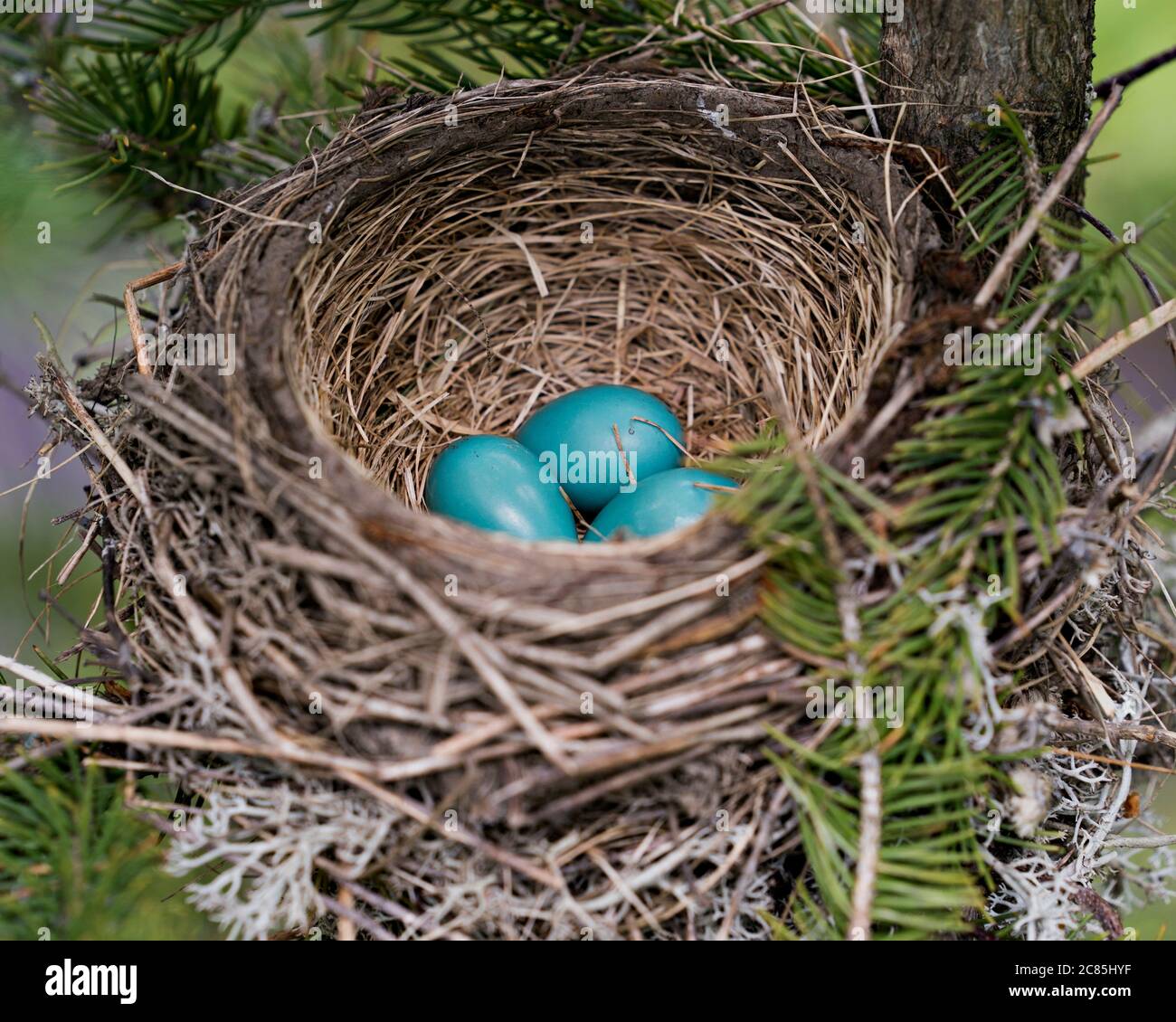Robin-Vogel nisten mit bläulich grünen Eiern in einer Fichte im Wald in ihrer Umgebung und ihrem Lebensraum. Stockfoto