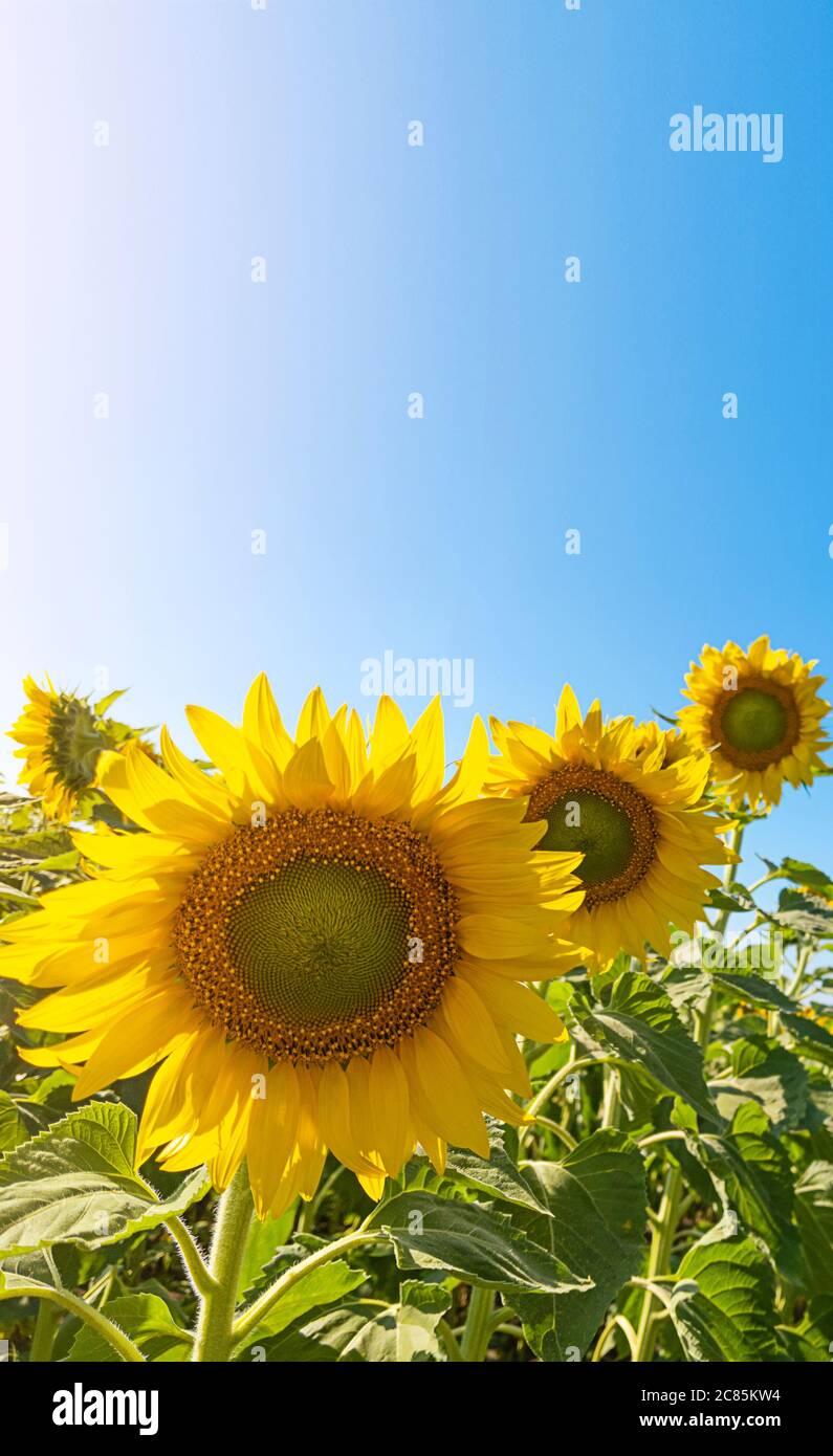 Sonnenblumenfeld mit Sonnenblendung und blauem Himmel. Querformat mit Kopierbereich. Stock Foto. Stockfoto