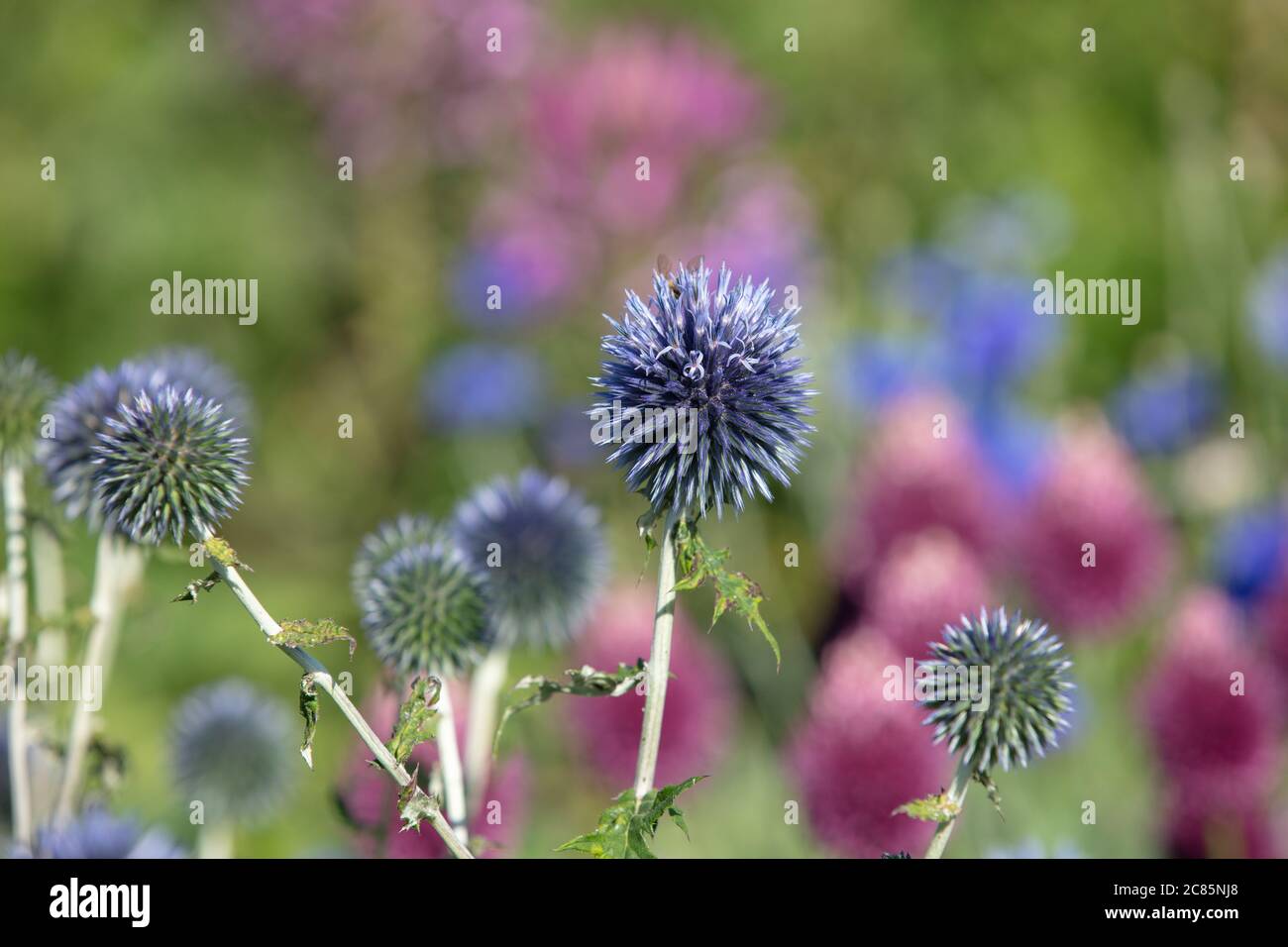 Nahaufnahme der metallisch blauen Blüten von Echinops ritro, die am frühen Morgen im Juli im Garten blühten. Stockfoto