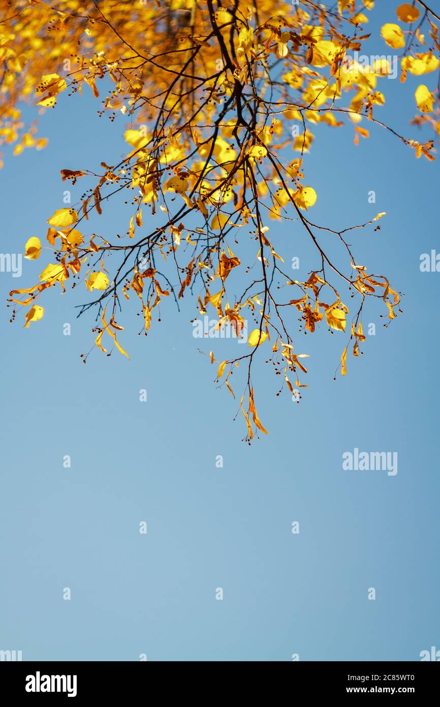 Gelbe Linden verzweigt sich im Herbst an einem sonnigen Tag gegen den blauen Himmel. Kopieren Sie Leerzeichen in Text Stockfoto