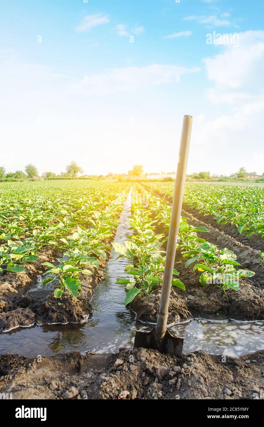 Management der Bewässerung Prozess der Auberginen Plantage durch Bewässerung Kanäle System. Europäischer Bauernhof, Landwirtschaft. Pflege von Pflanzen, Anbau von Nahrung. Landwirtschaftsinfrastruktur Stockfoto