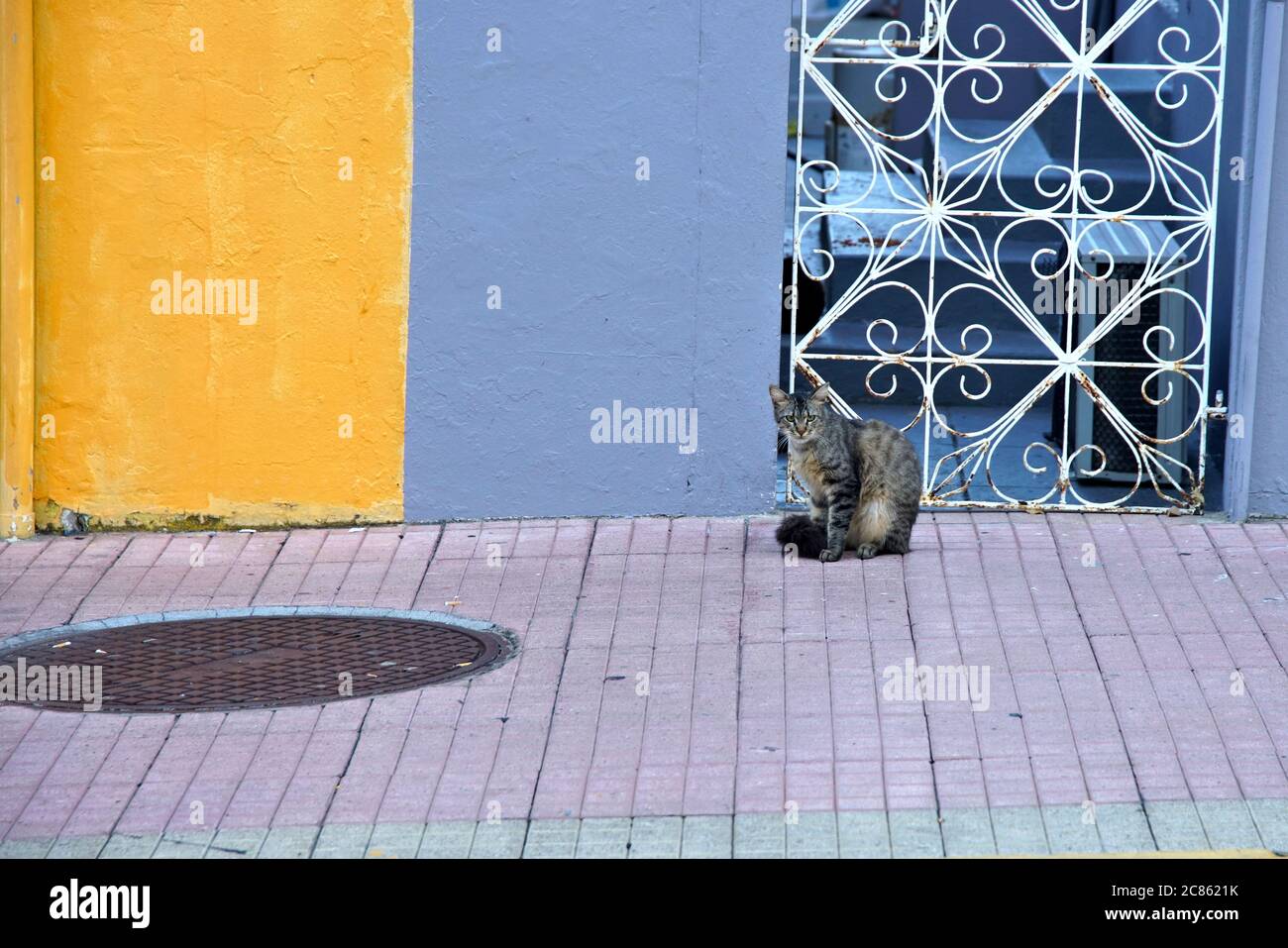 Straßenkatze vor einem dekorativen Tor auf dem Bürgersteig in Rincon, Puerto Rico Stockfoto