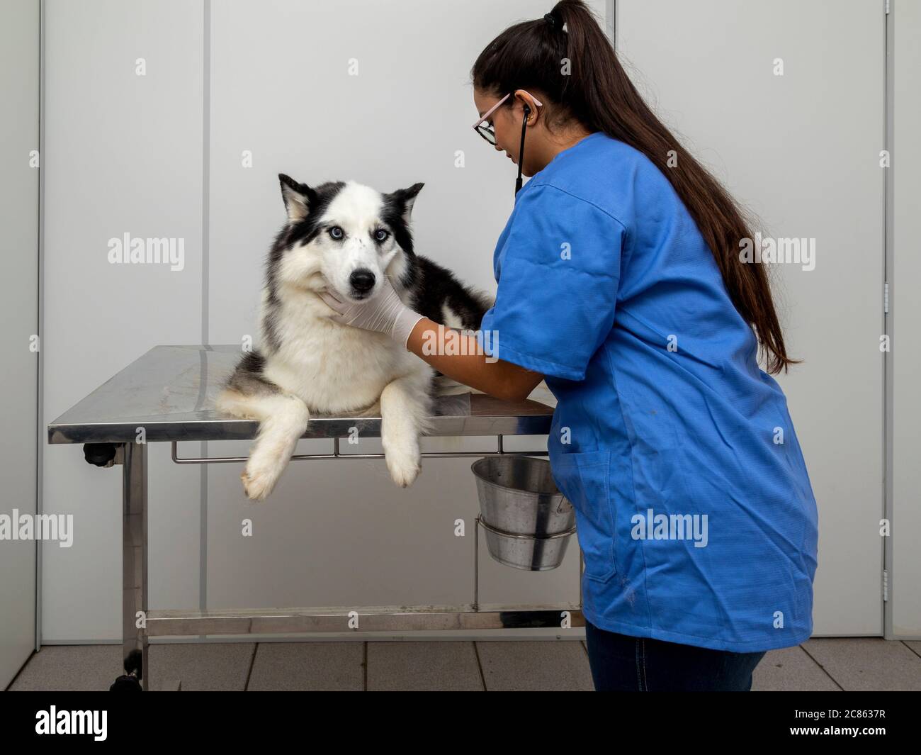 Hispanische Tierarzt Untersuchung eines sibirischen Husky Hund. Stockfoto