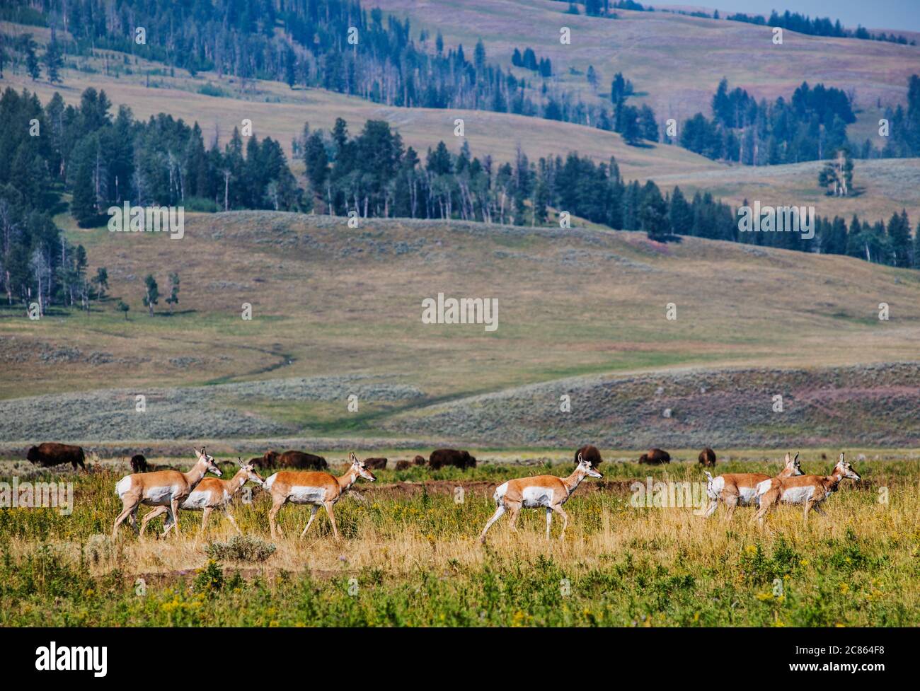 Deer in Lamar Valley, Yellowstone National Park, Wyoming, USA Stockfoto