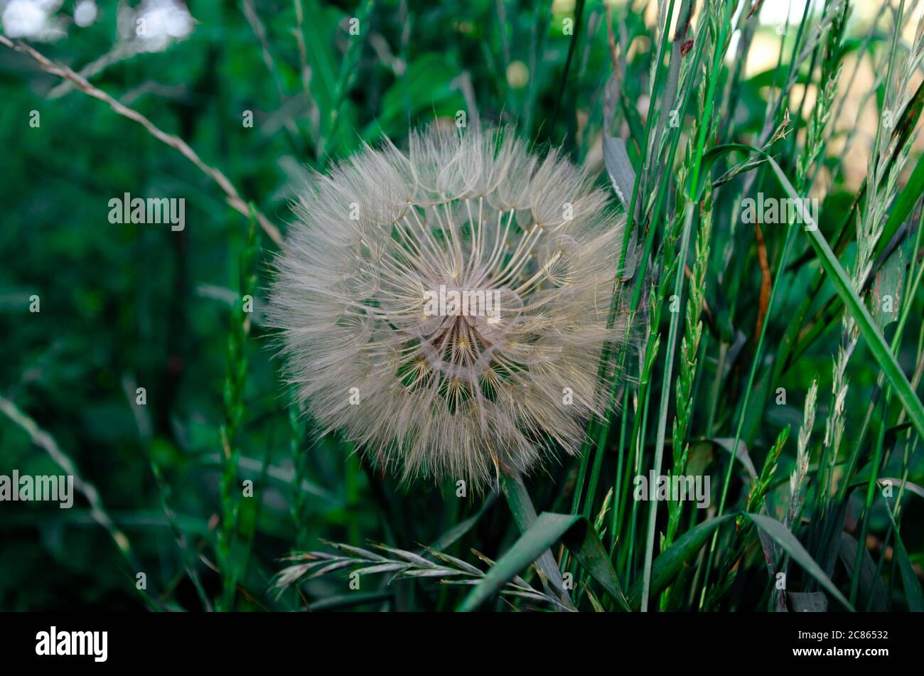 Löwenzahnsamen im morgendlichen Sonnenlicht über einen frischen grünen Hintergrund wegblasen Stockfoto