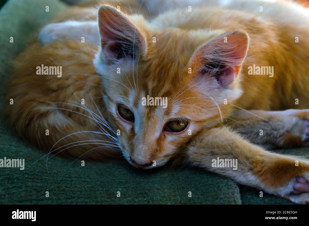 Vorderansicht des niedlichen schöne Katze schlafen in ihren Träumen auf einem klassischen britischen gemusterten quilt Stockfoto