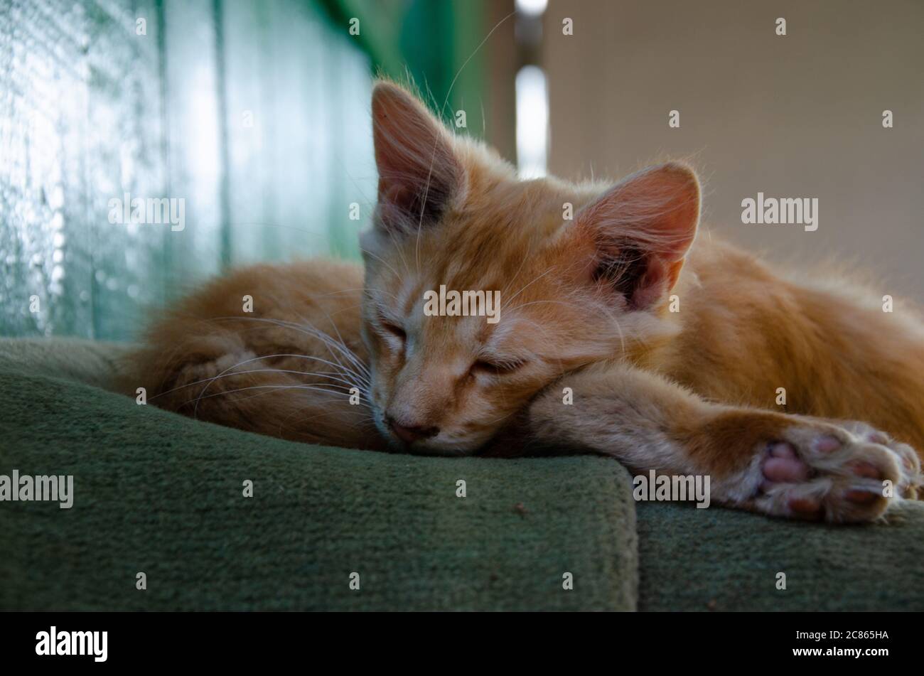 Vorderansicht des niedlichen schöne Katze schlafen in ihren Träumen auf einem klassischen britischen gemusterten quilt Stockfoto